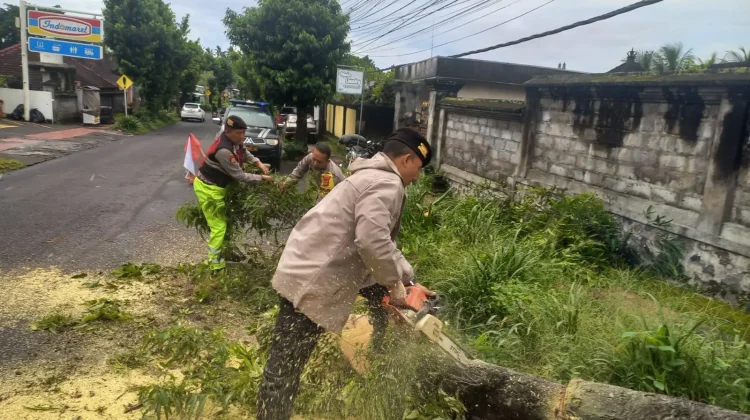 Pohon Tumbang di Desa Sidan Teratasi, Lalin Kembali Normal